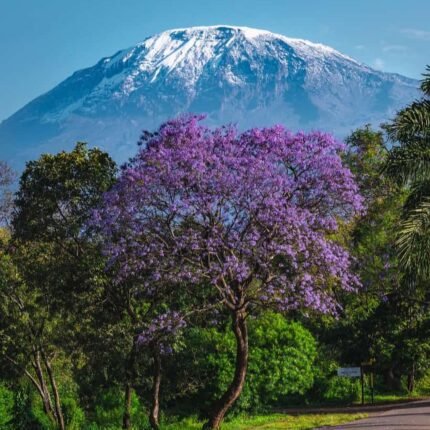 Kilimanjaro Marangu Route