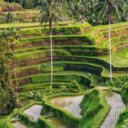 Bali image